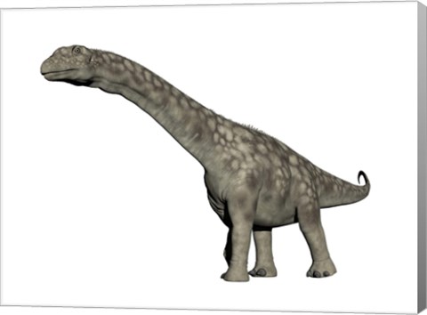 Framed Argentinosaurus dinosaur, white background Print