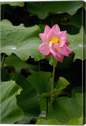 Framed Lotus Lilies, Yunnan Province, China Print