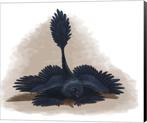 Framed Microraptor gui spreads its four wings to look as large as possible Print