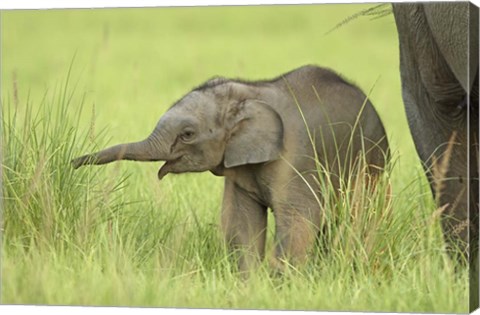 Framed Asian Elephant,Corbett National Park, Uttaranchal, India Print