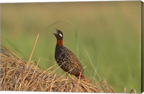 Framed Black Partridge bird, Corbett NP, Uttaranchal, India Print