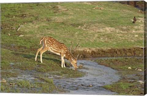 Framed Chital wildlife, Corbett NP, Uttaranchal, India Print