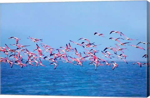 Framed Lesser Flamingo tropical bird, Lake Chilka, Barkul, Orissa Print
