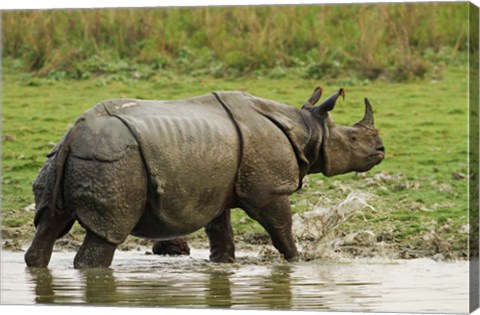 Framed One-horned Rhinoceros, coming out of jungle pond, Kaziranga NP, India Print