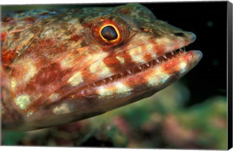 Framed Lizardfish, Indonesia Print