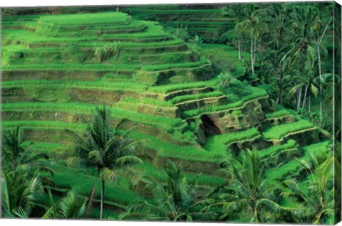Framed Bali, Tegallalan, Rice Terrace Print