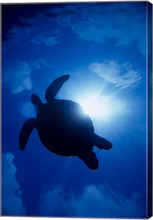 Framed Sea Turtle Underwater, Sipadan Island South Point, Malaysia Print