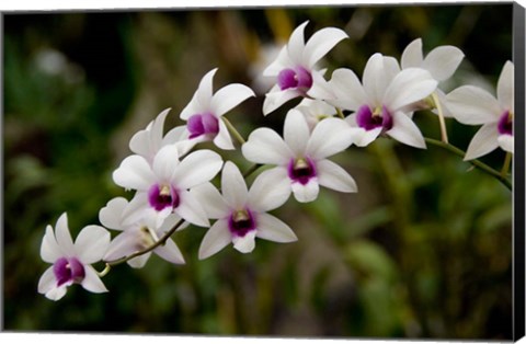 Framed Singapore. National Orchid Garden - White Orchids Print