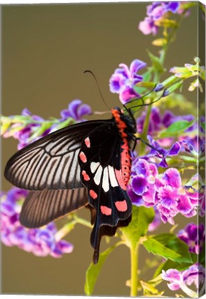 Framed Thailand, Doi Inthanon, Papilio polytes, butterfly Print