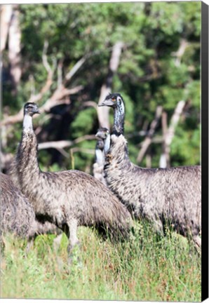 Framed Emu wildlife, Victoria, Australia Print