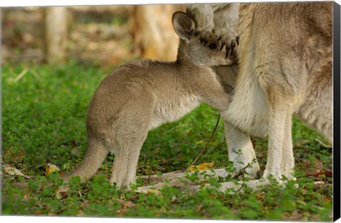Framed Australia, Queensland, Eastern Grey Kangaroo and joey Print