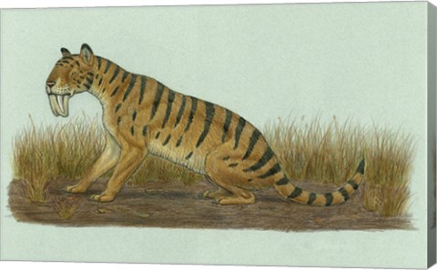 Framed Thylacosmilus Atrox Print