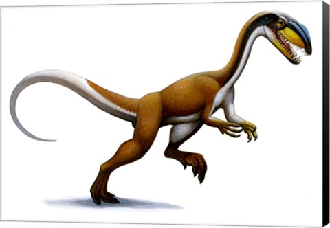 Framed Megapnosaurus Print