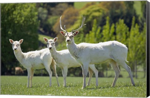Framed White Fallow Deer, near Queenstown, Otago, South Island, New Zealand Print