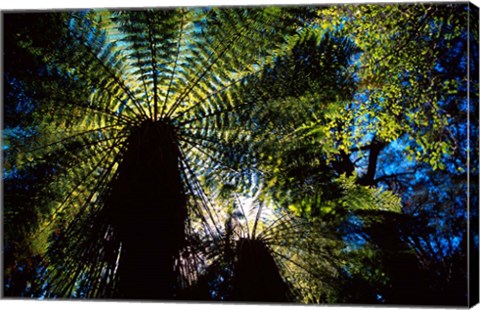 Framed Tree Ferns, Catlins, South Island, New Zealand Print