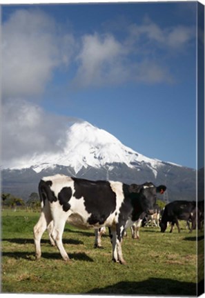 Framed Dairy Cows, Farm animals, Taranaki, New Zealand Print