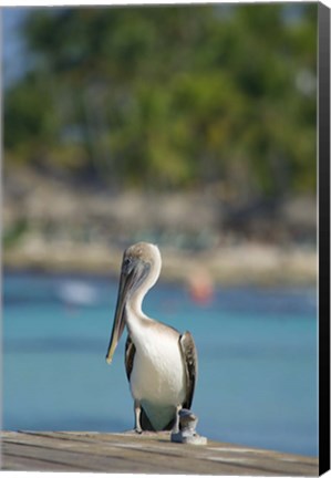 Framed Dominican Republic, Bayahibe, Pelican bird Print