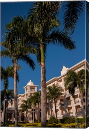 Framed Palm tree, Riu Palace, Bavaro Beach, Higuey, Punta Cana, Dominican Republic Print