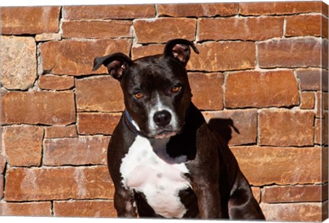 Framed American Staffordshire Terrier dog Print