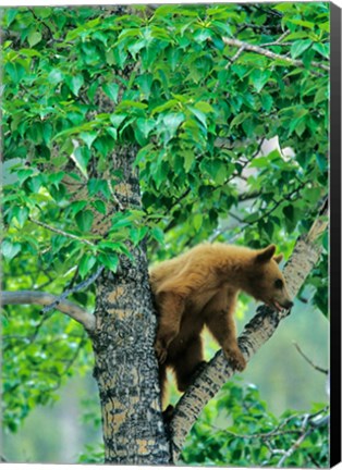Framed Black bear, aspen tree, Waterton Lakes NP, Alberta Print