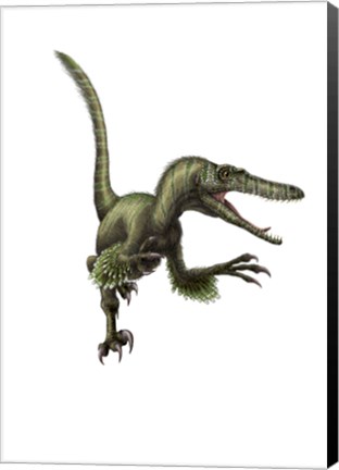 Framed Velociraptor, white background Print