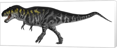 Framed Tyrannosaurus Rex, a Large Predator of the Cretaceous Period Print