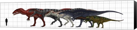 Framed Carcharodontosauridae Size Chart Print