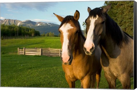 Framed Horses in pasture, British Columbia Print