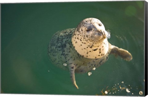 Framed Harbor Seals, Oak Bay, Victoria, British Columbia Print