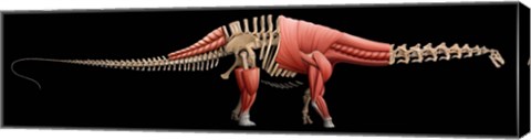 Framed Apatosaurus Skeleton Print