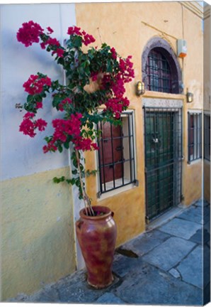 Framed Bougenvillia Vine in Pot, Oia, Santorini, Greece Print