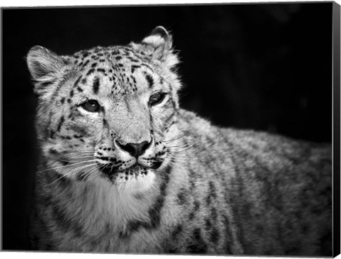 Framed Snow Leopard Print