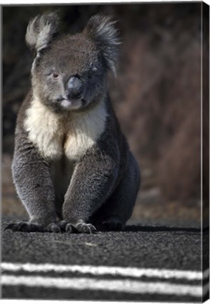 Framed Playing Chicken Print