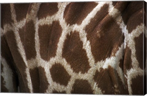 Framed Hide II Print