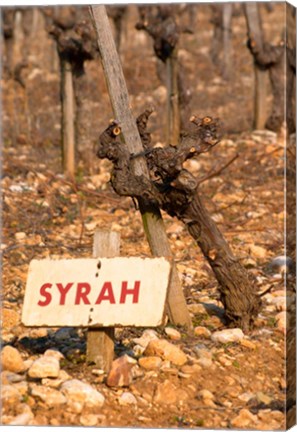 Framed Syrah Vine and Sign at La Truffe de Ventoux Truffle Farm Print