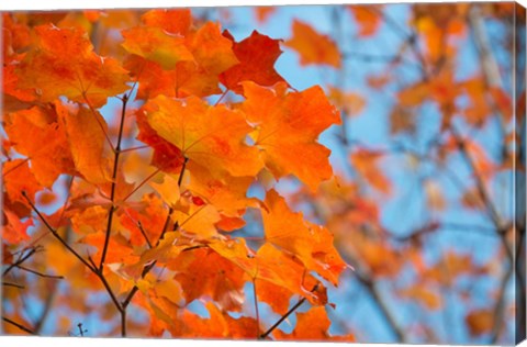 Framed Colorful Maple Leaf Trees Print