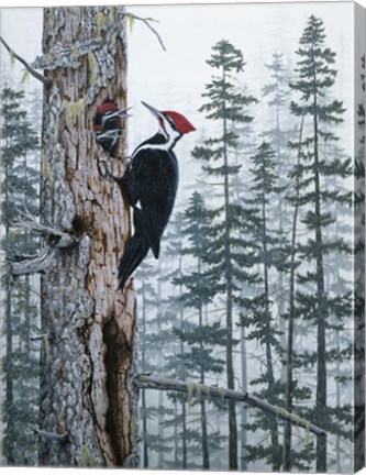 Framed Piliated Woodpeckers Print