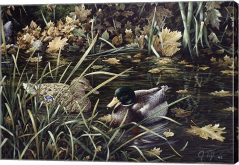 Framed Mallards Print