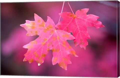 Framed Autumn Color Maple Tree Leaves Print