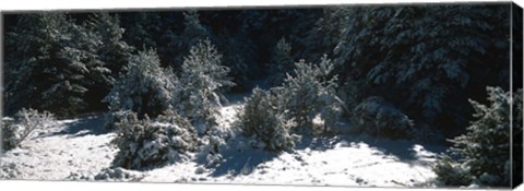 Framed Snow Covered Firs, Provence-Alpes-Cote d&#39;Azur, France Print
