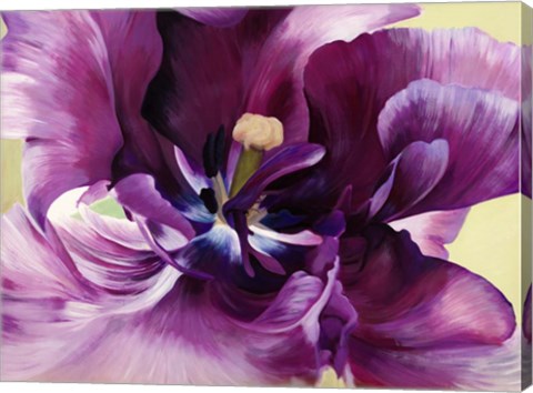 Framed Purple Tulip Close-up Print
