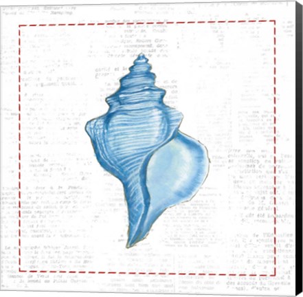 Framed Navy Conch Shell on Newsprint with Red Print