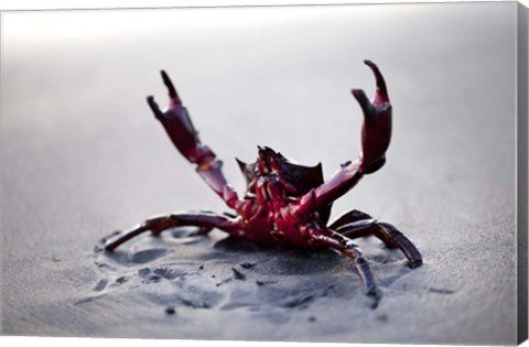 Framed Claws Up Print