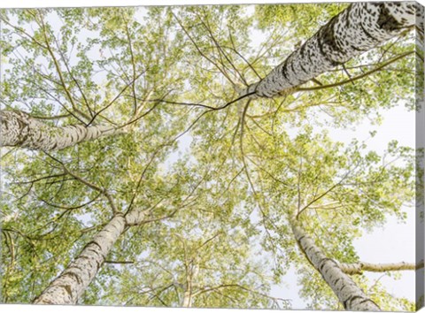 Framed Birch Woods in Spring Print