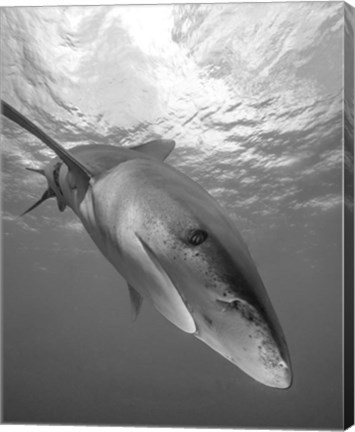 Framed Oceanic Whitetip Shark, Cat Island, Bahamas Print
