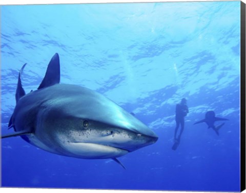 Framed Diver swimming with Oceanic Whitetip Sharks, Cat Island, Bahamas Print