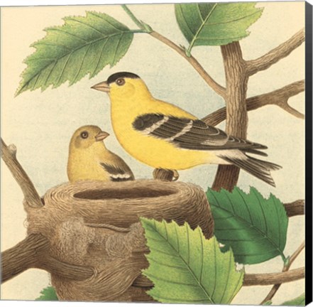 Framed Goldfinch &amp; Warbler A Print