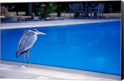 Framed Big Blue Heron, Maldives Print