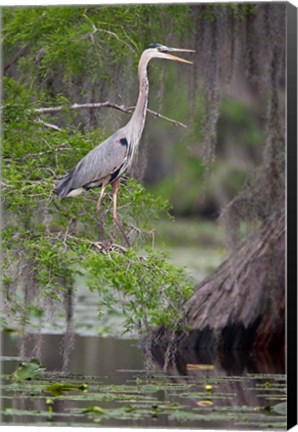 Framed Great Blue Heron bird, Caddo Lake, Texas Print