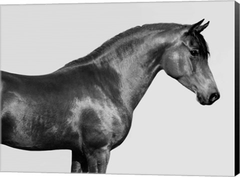Framed Orpheus, Arab Horse Print